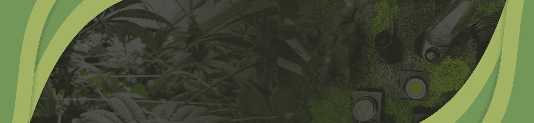 Sanctuary Medicinals Banner